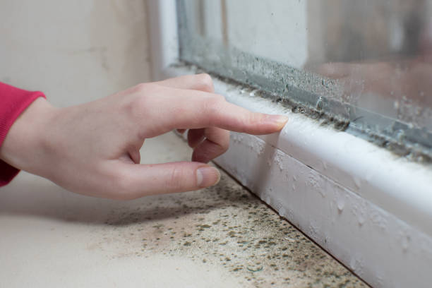 Best Real Estate Mold Inspection  in Pacific, WA