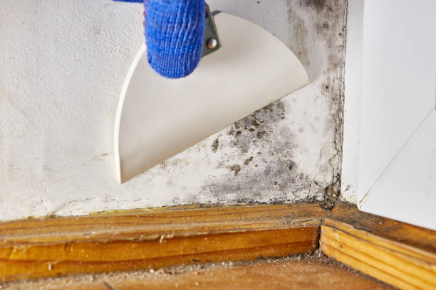 Best Forensic Mold Investigation  in Pacific, WA