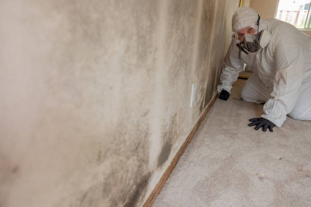 Best Black Mold Removal  in Pacific, WA